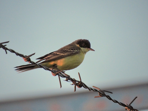 Western Yellow Wagtail