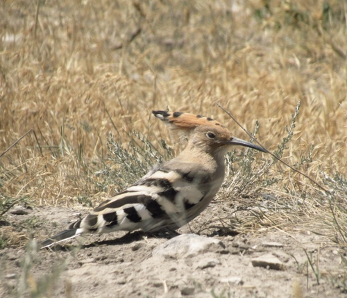 Common Hoopoe
