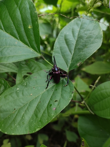 Frog-legged leaf beetle