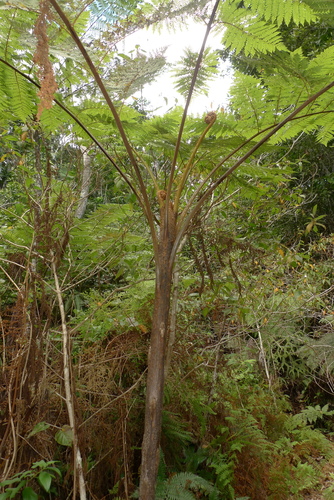 Cyathea alata