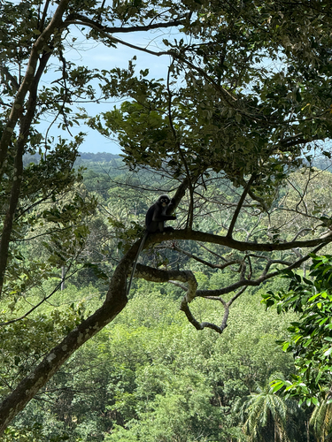 Dusky Leaf Monkey