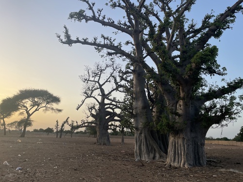 African baobab