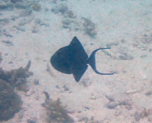 Odonus niger