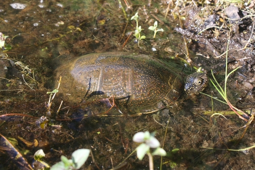 Emys orbicularis