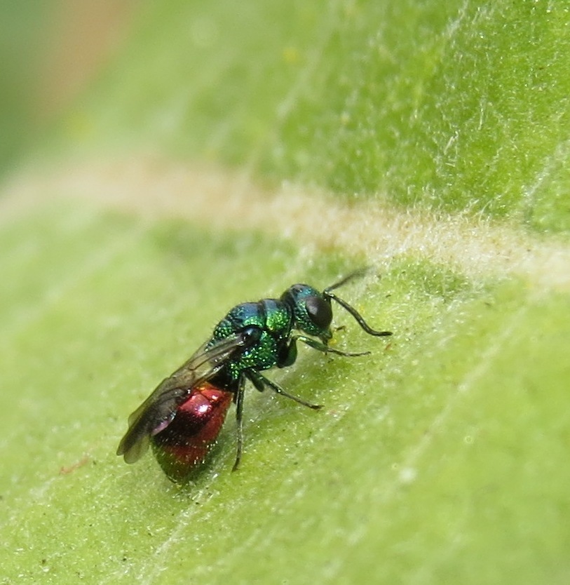 Pseudomalus auratus from Colorado Springs on September 23, 2019 by Eric