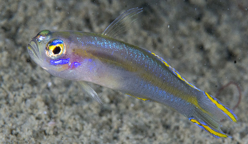 Tryssogobius quinquespinus