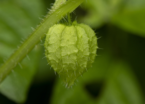 Physalis ampla