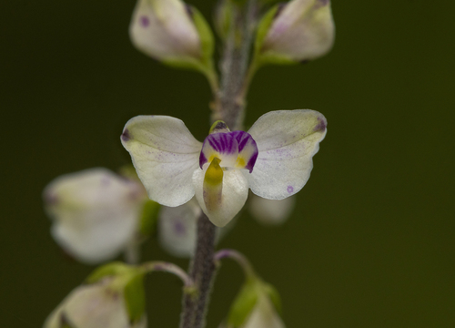 showy milkwort