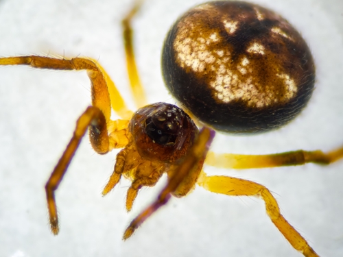 Dipoena galilaea