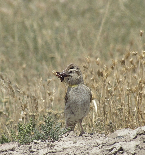 Rock Sparrow