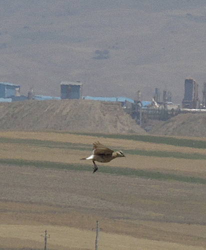 Isabelline Wheatear