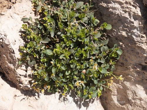 Hypericum nanum