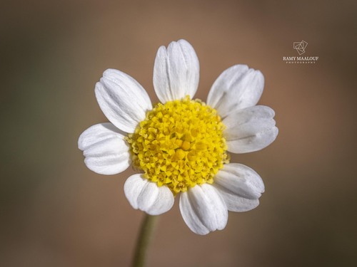 Papatya (Anthemis hyalina)