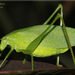 Oblong-winged Katydid - Photo (c) Alain Hogue, all rights reserved, uploaded by Alain Hogue