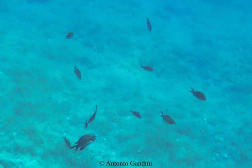 Chromis chromis