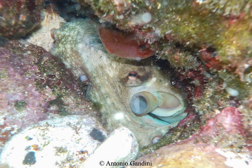 Octopus vulgaris