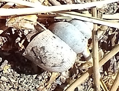 Pomatias elegans