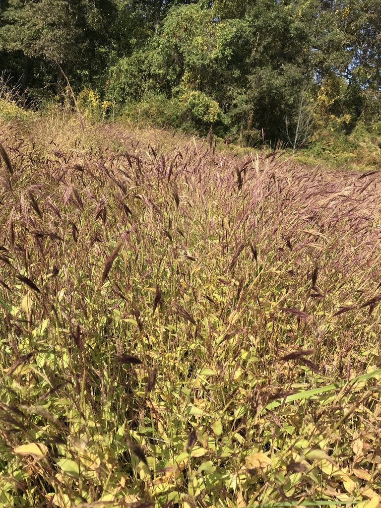 buffelgrass from Garrison Forest Rd, Owings Mills, MD, US on October 1 ...