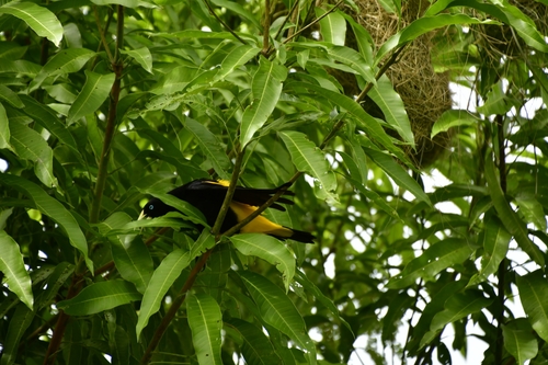 Yellow-rumped Cacique
