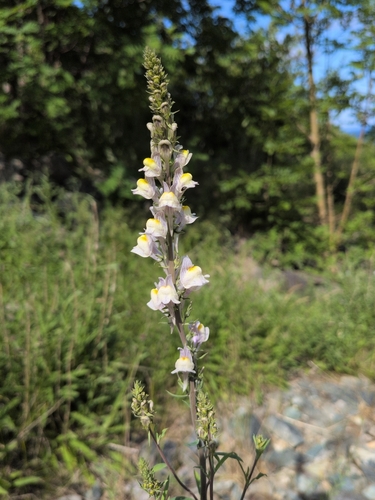 Linaria X sepium