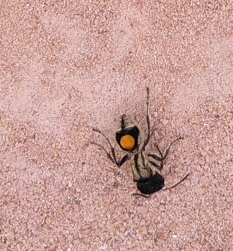 Hoplocrates cephalotes