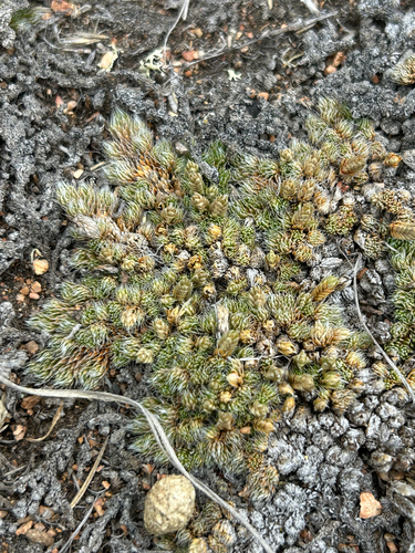 Selaginella densa Rydb.