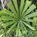 Mangrove Fan Palm - Photo (c) Benny Jacobs-Schwartz, all rights reserved, uploaded by Benny Jacobs-Schwartz