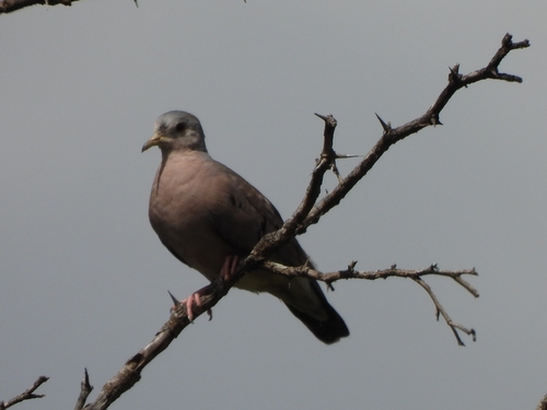 Ruddy Ground Dove