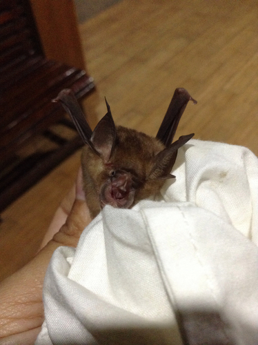 lesser brown horseshoe bat (Rhinolophus stheno) — Least Concern Mammalia