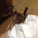 Lesser Brown Horseshoe Bat - Photo (c) adachornelia, all rights reserved, uploaded by adachornelia