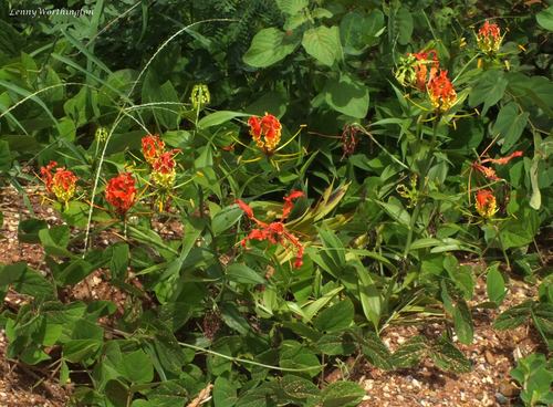 flame lily