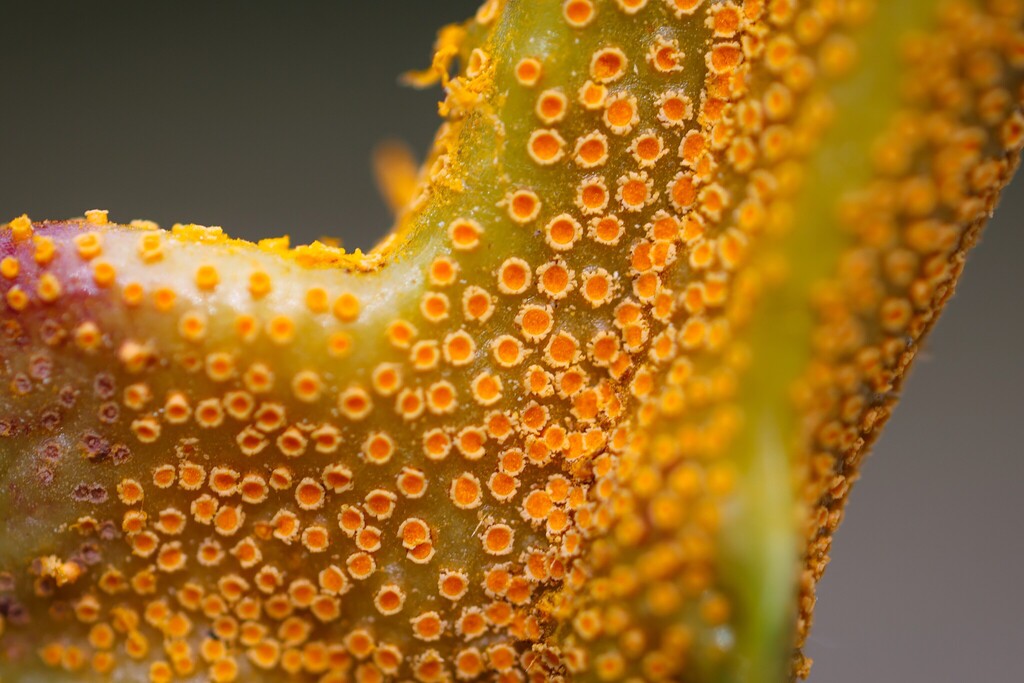 Aecidium clematidis from 89 Elchingen, Germany on July 6, 2025 at 04:37 ...