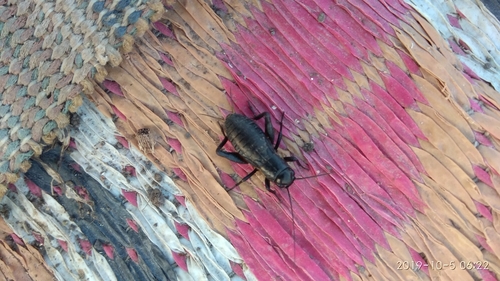 Southern Field Cricket