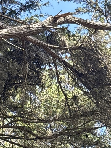 View observation of {o.common_name} on iNaturalist
