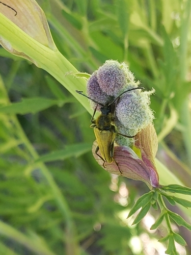iNaturalist observation photo of Yellow Velvet Beetle
