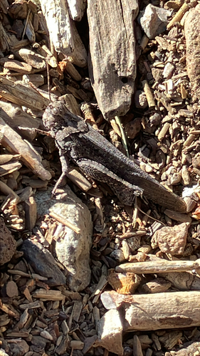 iNaturalist observation photo of Crackling Forest Grasshopper