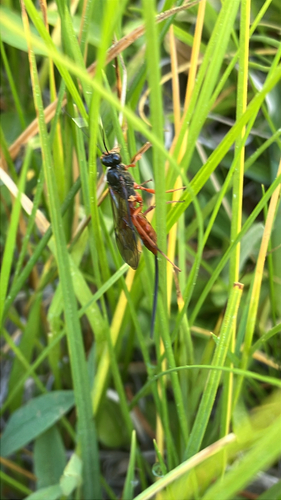 iNaturalist observation photo of Ichneumonid Wasps