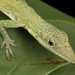 Veronica's Anole - Photo (c) Graham Montgomery, all rights reserved