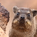 Rock Hyraxes - Photo (c) Graham Montgomery, all rights reserved