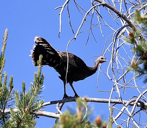 iNaturalist observation photo of Wild Turkey