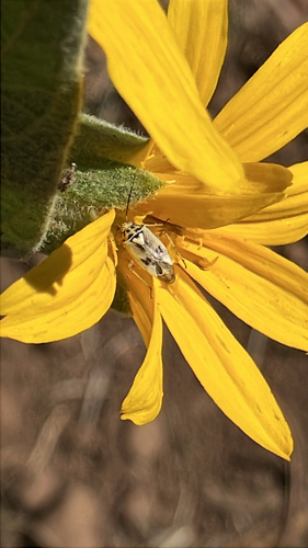 iNaturalist observation photo of Mirini