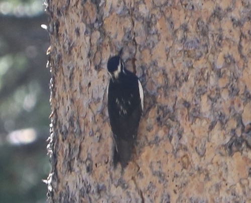 iNaturalist observation photo of Williamson's Sapsucker