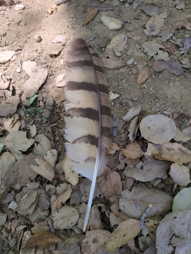 View observation of {o.common_name} on iNaturalist