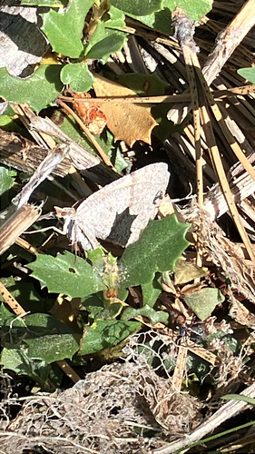 iNaturalist observation photo of Bordered Fawn Moth