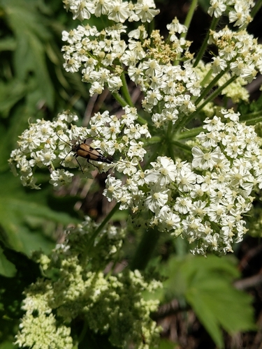 iNaturalist observation photo of Etorofus propinquus