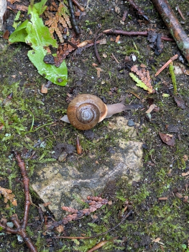 Neohelix albolabris