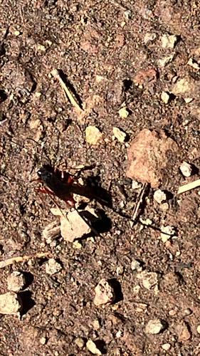 iNaturalist observation photo of Ants, Bees, Wasps, and Sawflies