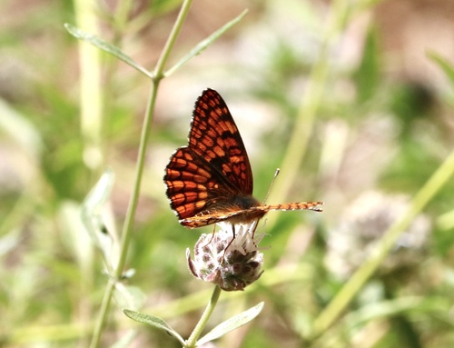 iNaturalist observation photo of Northern Checkerspot