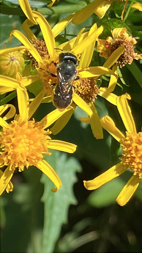 iNaturalist observation photo of Mason Bees