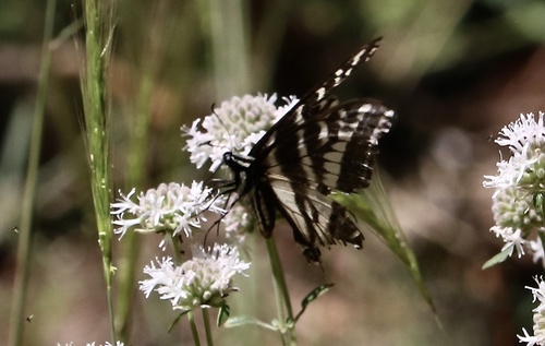 iNaturalist observation photo of Pale Swallowtail